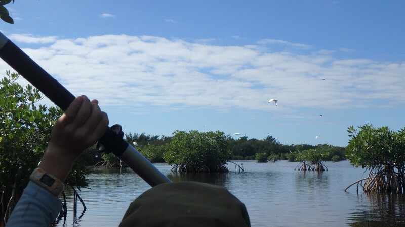 kayak Everglades