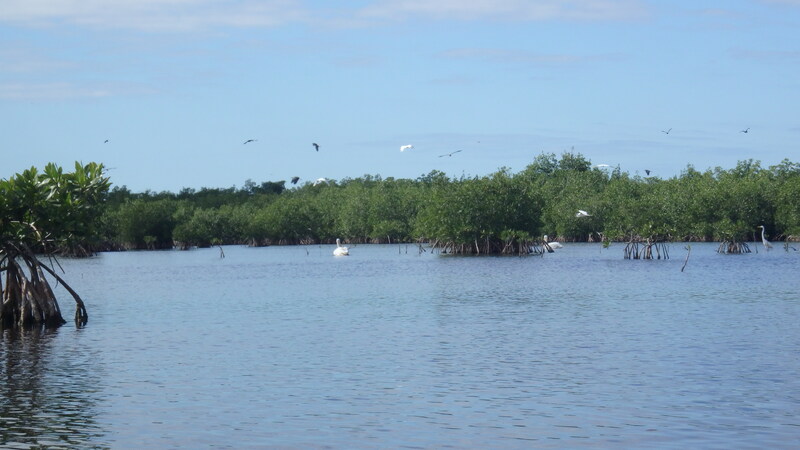 kayak Everglades