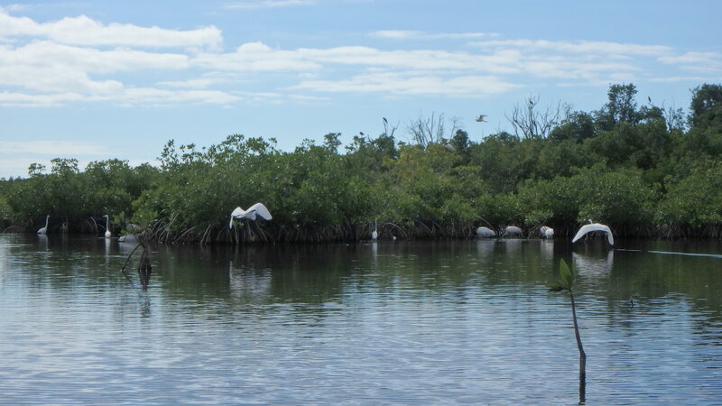 pelicans Everglades