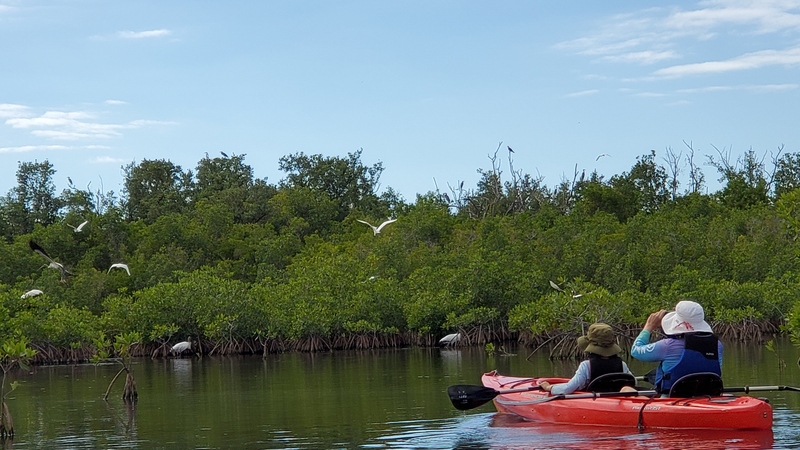kayak Everglades