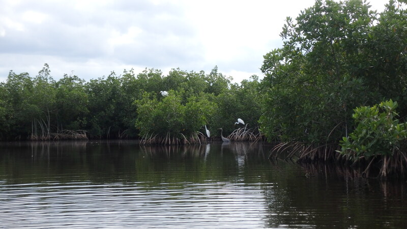 kayak Everglades