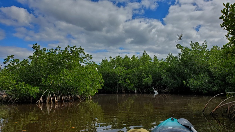 kayak Everglades