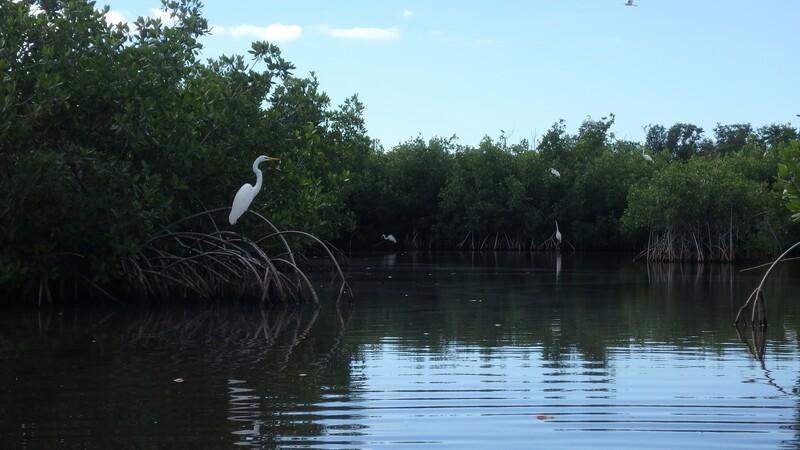 kayak Everglades