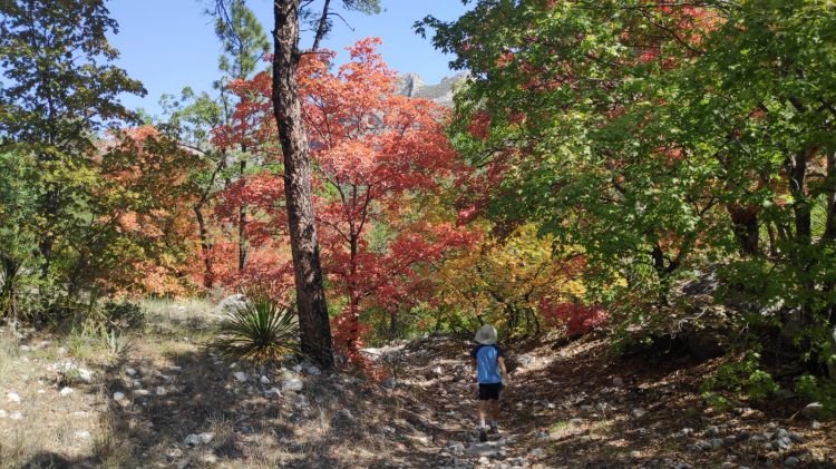 mckittrick canyon