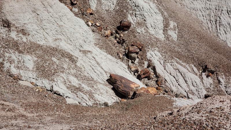 Petrified Forest National Park