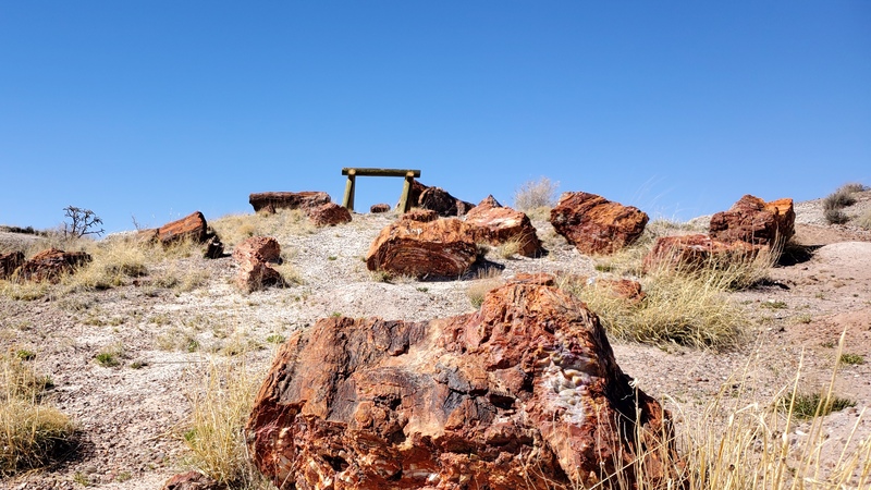 Petrified Forest National Park