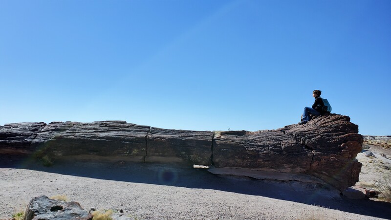 Petrified Forest National Park