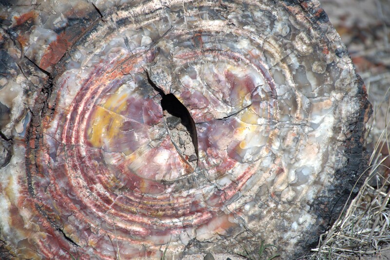 Petrified Forest National Park