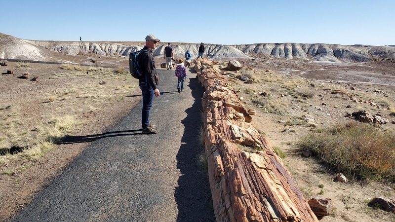 Petrified Forest National Park