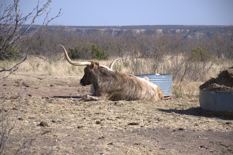 Vache texas