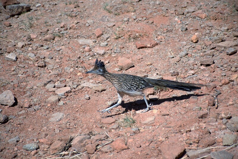 Roadrunner