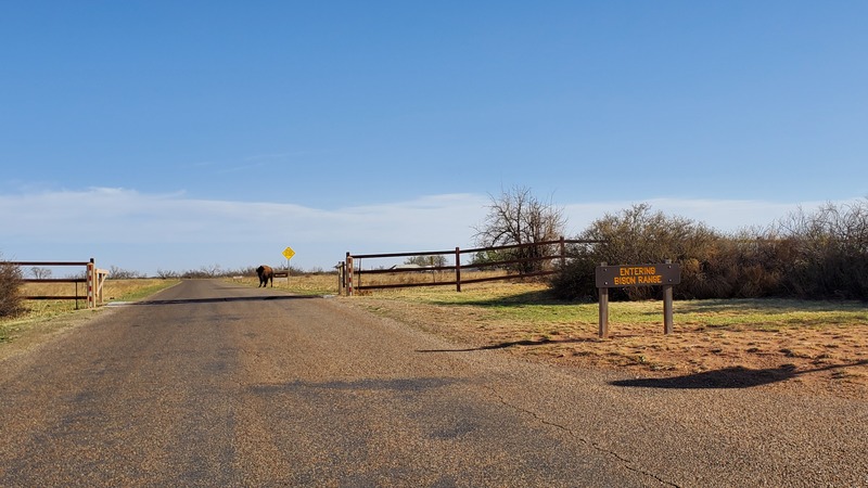 Bison Caprock Canyons