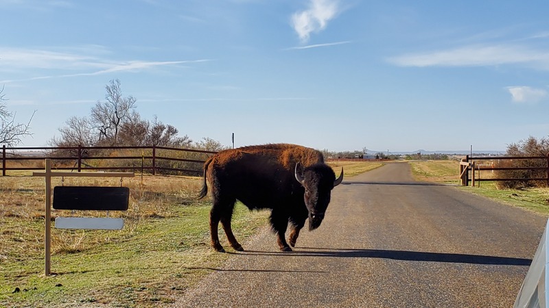 Bison Caprock Canyons