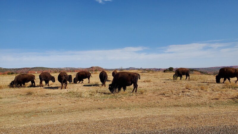 Bison Caprock Canyons