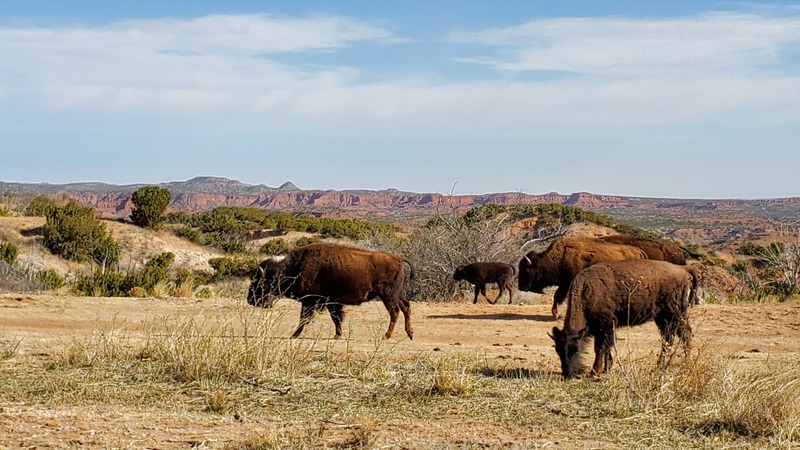 Bison Caprock Canyons