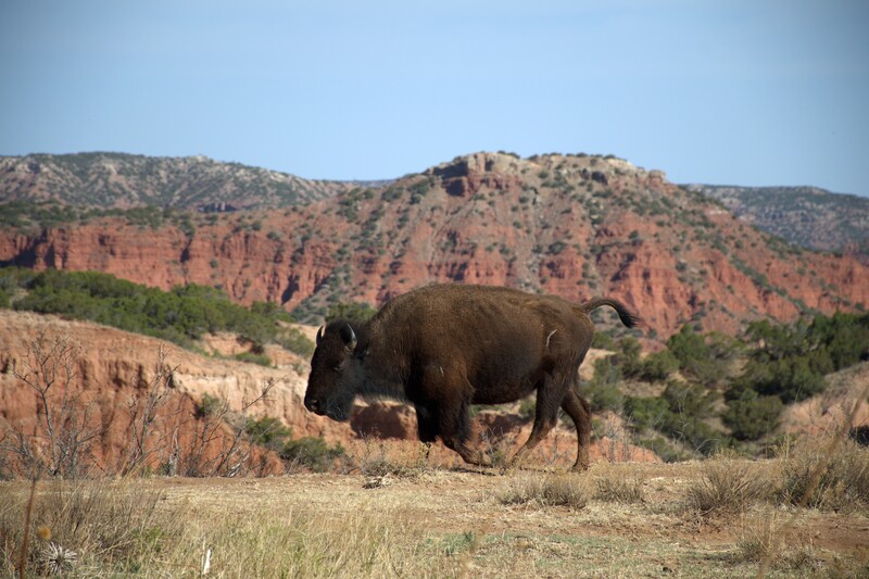 Bison Caprock Canyons