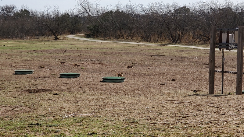 Honey Flat Prairie Dog Town