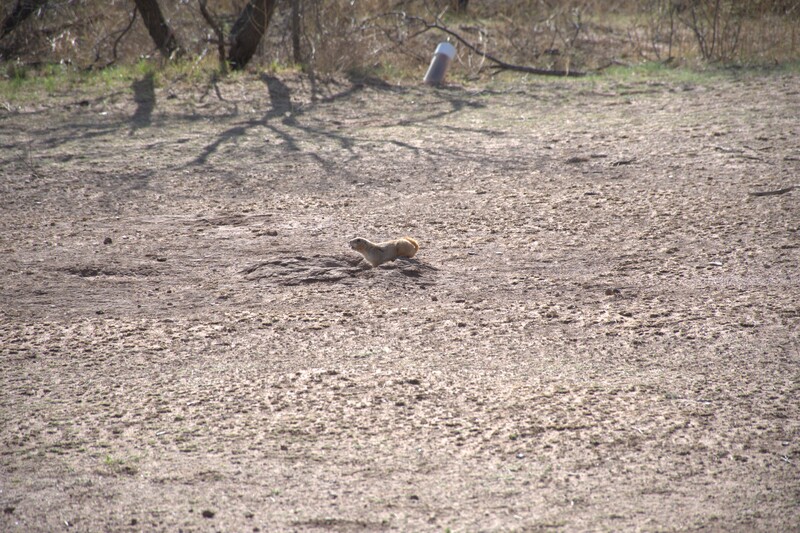 Honey Flat Prairie Dog Town