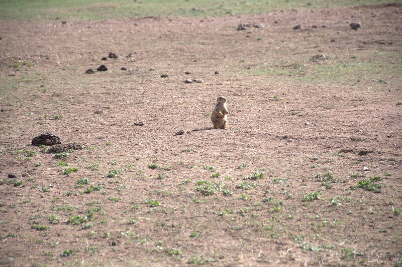 Honey Flat Prairie Dog Town