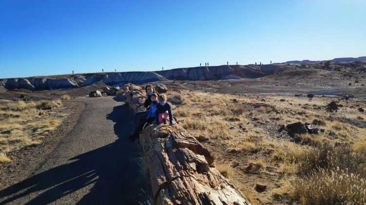 petrified forest national park