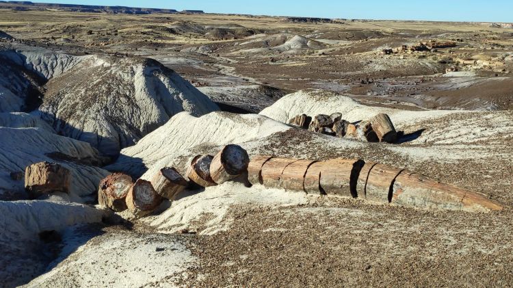 petrified forest national park