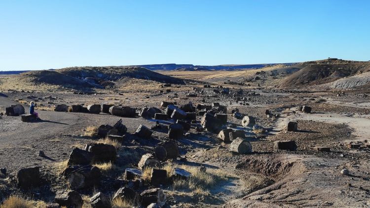 petrified forest national park