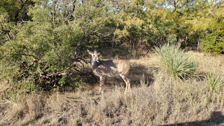 biche usa