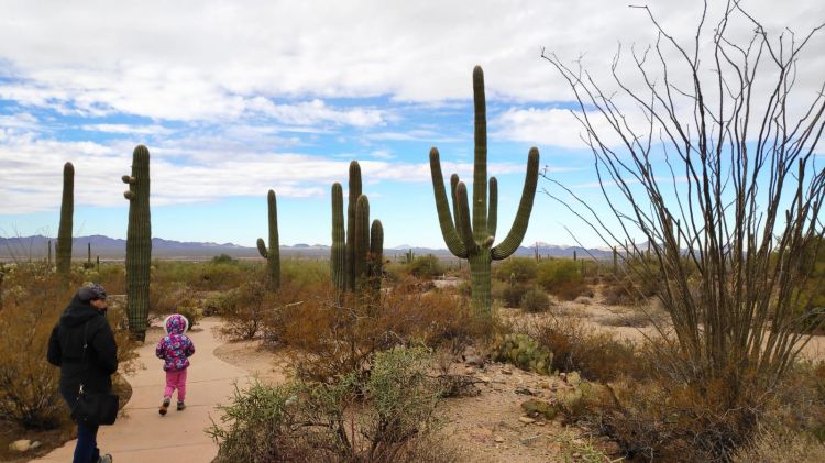 Saguaro National Park