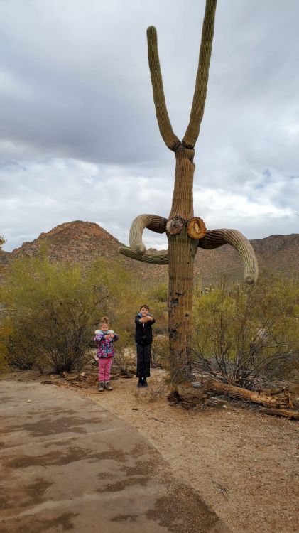 Saguaro National Park