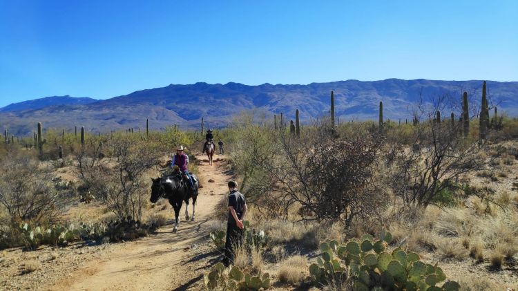 Saguaro National Park