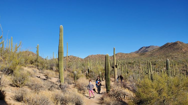 Saguaro National Park