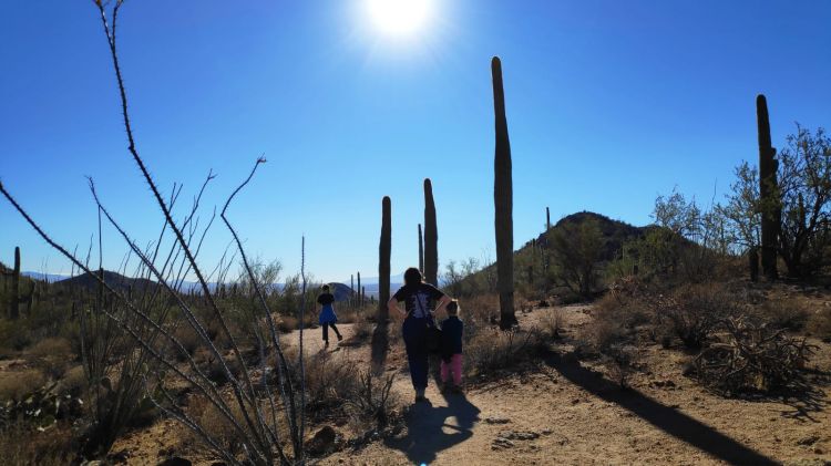 Saguaro National Park