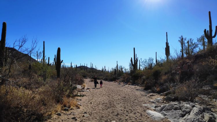 Saguaro National Park