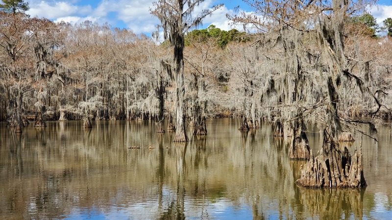 Caddo Lake State Park