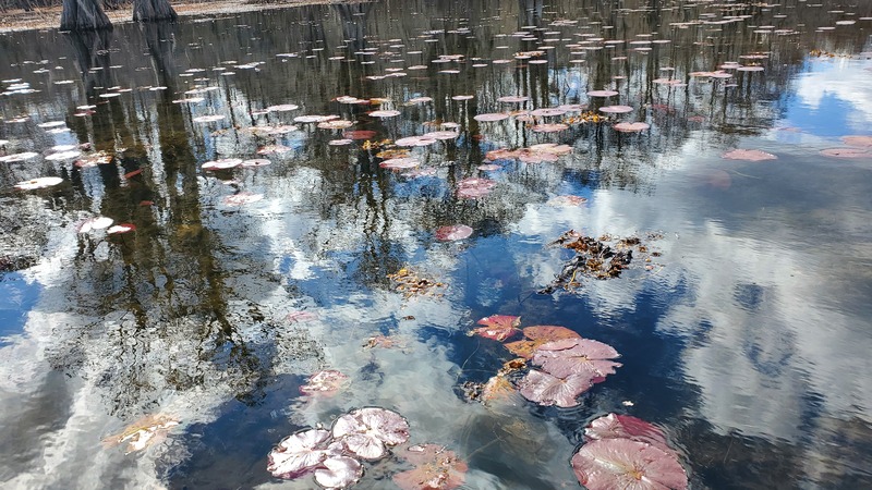 Caddo Lake State Park