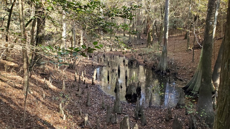 Big Thicket National Preserve