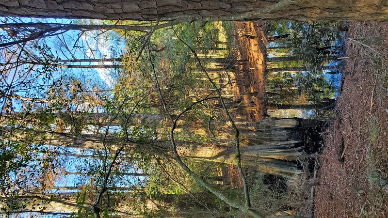 Big Thicket National Preserve