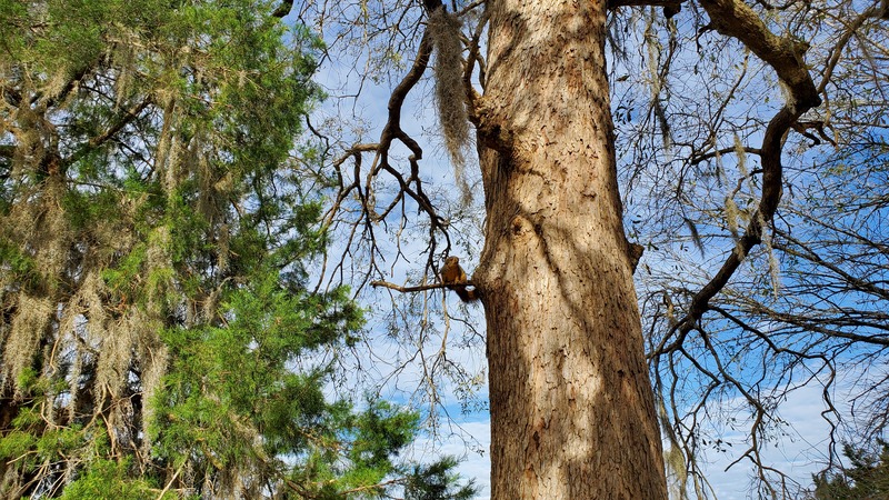 Lake Livingston State Park