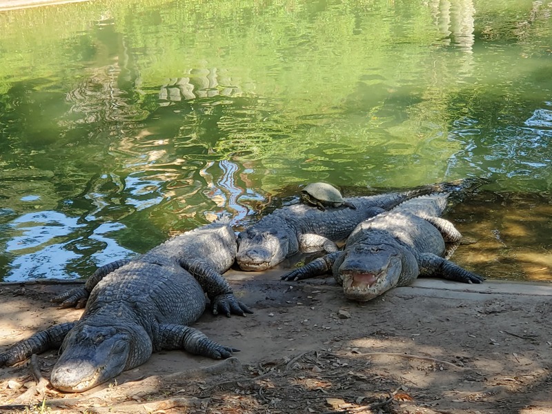 Aligators