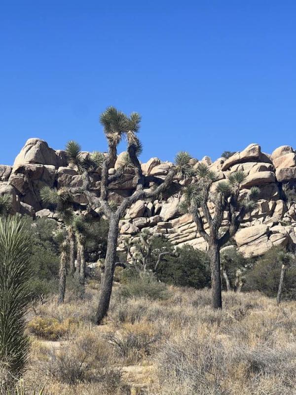 joshua tree 01