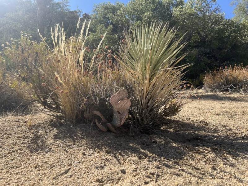 joshua tree 02