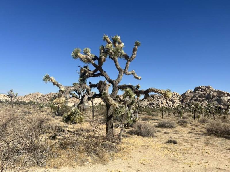 joshua tree 06