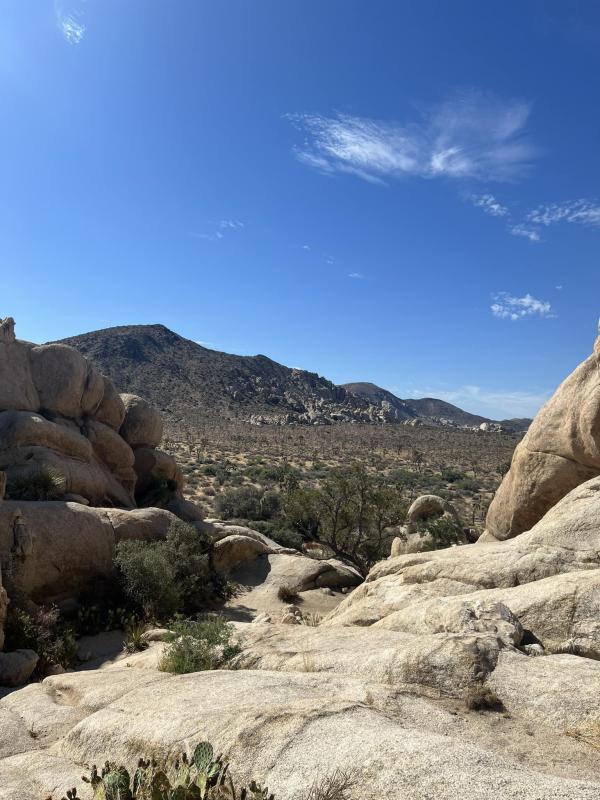 joshua tree 13