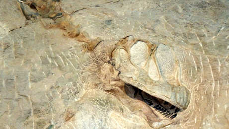 Dinosaur national monument"