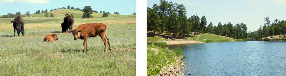 Custer state park