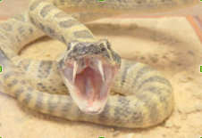 Rattlesnake