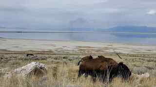 Antelope Island 74 miles