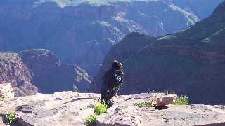 Condors au Grand Canyon