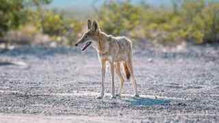 les coyotes dans l'ouest américain