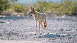 Coyotes ouest américain